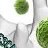 Immunologia Lezione 4 HLA APC E Citochine