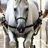 A Happy Horse Story But Suddenly What Happened Viralvideo Video Shorts