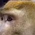 Artur Musayelyan Video