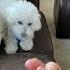 Other Dogs Vs My Dog The Finger Test TheJessiiShow TheManniiShow Com Series