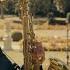 Engelbert Humperdinck How I Love You Saxophone Cover By JK Sax