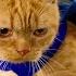 Cats Of The Creek Cat Toon Network Cartoon Network