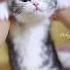 Meow APT Cat Kucing Pets Kitten Cute Meow Apt 猫