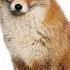 Blehhh Video Not Mine Memes Fox Fyp Furry Therian