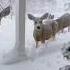 Winter Christmas Jan In Swizz Trending Shorts Snow Christmas Reels Switzerland Viral