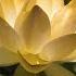 The Golden Lotus