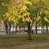 Autumn Leaves Are Falling Down