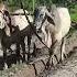 Shortscow Cows Plowing Java Potato Video 4k Cow Plow Wow 4kvideo Videos