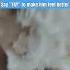 Pets Cute Cavapoopuppy