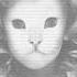Mr Kitty Destroy Me