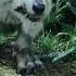 How A Dire Wolf Looked Like