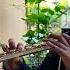 Flute Cover Theme Music Of Symphony No 9