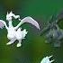 Origins Of Legendary Trios Shorts Pokemon