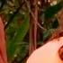 TARZAN The Epic Adventures S1 Ep10 The Revenge Of Zimpala Full Episode Boomer Channel