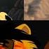 Scar Kills Ahadi LION KING FANMADE Bad Liar AMV
