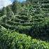 Kebun Kopi Miring Farming Kebunkopi Kopiarabika