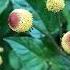 Toothache Relief Plant Karkara Shorts Nature Biology Science