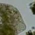Climacostomum Swallows A Flatworm Stenostomum