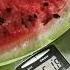 Watermelon Grade River Side From The Greenhouse Advantages And Disadvantages Will We Plant