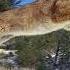 Cougar Mountain Lion Sounds