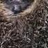 Hedgehog From A Vet Rescue With An Injured Eye From Borehamwood Hornbeam Wood Hedgehog Sanctuary