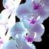 50 ML MIRACLE SERUM FOR ORCHID 3 STONES 25 FLOWERS AND LOTS OF ROOT RESULT RUN HER