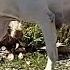 Mama Dog Was Hiding Her Puppies In Abandoned House The Dodo