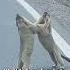 Groundhog Brawl