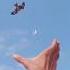 The Falcon Attack Pigeon Par The Peregrine Falcon Pigeon Bird Birdslover Shorts Youtubeshorts