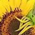 Little Life Lyrics Song By CORDELIA