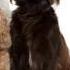 Zarina Dogs Perros Happy Birthday
