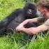 Compilation Of Heartwarming Moments Between Humans And Wild Gorilla Lyrics Gorilla Wildog