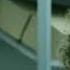 La Casa De Papel My Life Is Going On Cecilia Krull Official Video With Lyrics