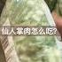你知道仙人掌肉怎么吃吗