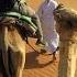 Exploring Oman The Hidden Gem Of Arabia