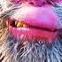 ICE AGE CONTINENTAL DRIFT Clips Water Water Everywhere 2012