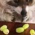Raccoon Vs Grapes