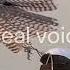 The Authentic Voice Of Fazza Speaking English