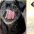 Convergence From The Creator Of Expeditionary Force Dogs Audition For The Role Of Duke