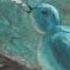 Little Bird Little Bird Elizabeth Mitchell