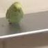 Bird Singing And Dancing To A Undertale Song