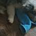 Sheltie Germania Puppy Dog Kennel Izpiterskikhvolkov Dogs шелти българия Польша
