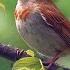 Birds Singing Relaxing Bird Sounds Heal Stress Anxiety And Depression Heal The Mind