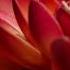 Susheela Raman Blue Lilly Red Lotus