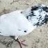Pigeon Sound Kabootar Ki Awaz
