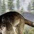 Wolf Game The Wild Kingdom Gameplay Walkthrough Part 1 IOS Android