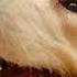 Why Do Fleas Live On Cats Dogs Shorts Shortsfeed