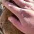 Wow Zeke Tired Tiger Yawn VideoSnapChallenge Animals Endangeredspecies Humanity