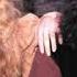 Blackmore S Night The Circle