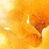 Sungazing Song Feat Aimee Ringle